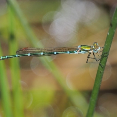 Austrolestes cingulatus (Metallic Ringtail) at Booth, ACT - 13 Jan 2019 by KenT