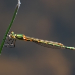 Austrolestes cingulatus at Booth, ACT - 14 Jan 2019 09:47 AM