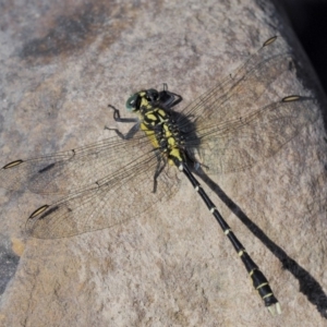 Hemigomphus gouldii at Booth, ACT - 14 Jan 2019