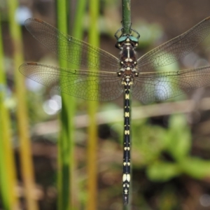 Synthemis eustalacta at Booth, ACT - 14 Jan 2019