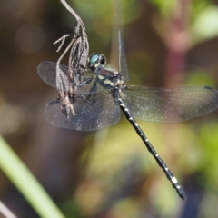 Synthemis eustalacta at Booth, ACT - 14 Jan 2019 09:22 AM