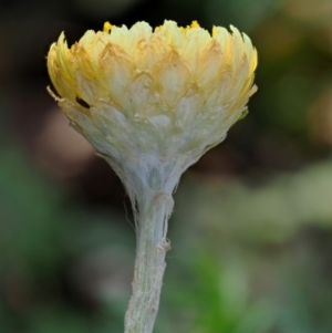 Coronidium monticola at Uriarra, ACT - 14 Feb 2019