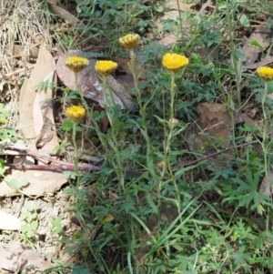 Coronidium monticola at Uriarra, ACT - 14 Feb 2019 08:50 AM