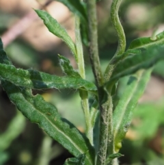 Coronidium monticola at Uriarra, ACT - 14 Feb 2019