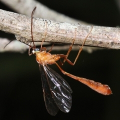 Enicospilus sp. (genus) (An ichneumon wasp) at Broulee, NSW - 27 Feb 2019 by jb2602