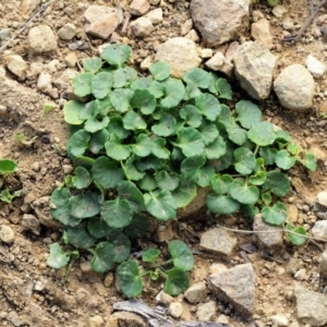 Dichondra repens at Uriarra, ACT - 14 Feb 2019 08:28 AM