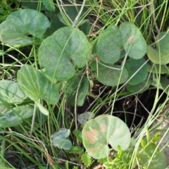 Dichondra repens at Uriarra, ACT - 14 Feb 2019 08:28 AM