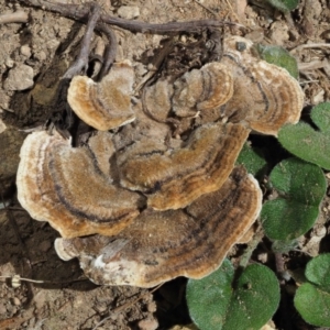 Trametes versicolor at Uriarra, ACT - 14 Feb 2019