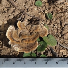 Trametes versicolor at Uriarra, ACT - 14 Feb 2019