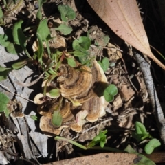 Trametes versicolor at Uriarra, ACT - 14 Feb 2019