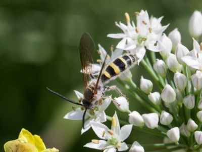 Radumeris tasmaniensis (Yellow Hairy Flower Wasp) at Murrumbateman, NSW - 2 Mar 2019 by SallyandPeter