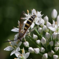 Radumeris tasmaniensis at Murrumbateman, NSW - 2 Mar 2019 02:16 PM