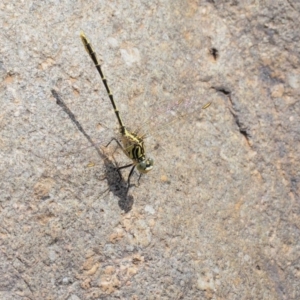 Austrogomphus guerini at Cotter River, ACT - 26 Feb 2019 11:55 AM