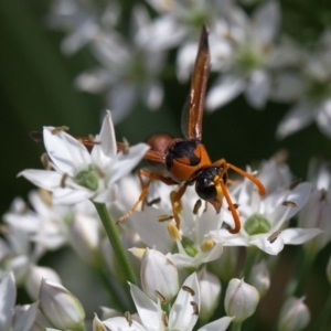 Delta bicinctum at Murrumbateman, NSW - 2 Mar 2019