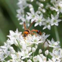 Delta bicinctum at Murrumbateman, NSW - 2 Mar 2019 02:16 PM