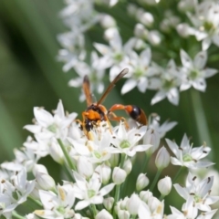 Delta bicinctum at Murrumbateman, NSW - 2 Mar 2019