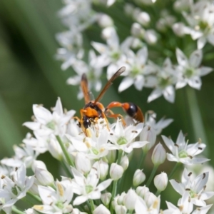 Delta bicinctum at Murrumbateman, NSW - 2 Mar 2019 02:16 PM