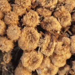 Cyathus stercoreus (Bird's nest fungus) at ANU Dickson Precinct - 15 Apr 2005 by Heino1