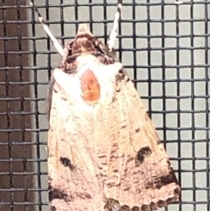 Agrotis porphyricollis at Monash, ACT - 4 Mar 2019