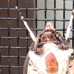 Agrotis porphyricollis at Monash, ACT - 4 Mar 2019 01:55 PM