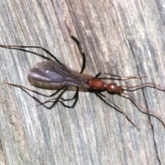 Leptomyrmex sp. (genus) (Spider ant) at Rosedale, NSW - 27 Feb 2019 by jb2602