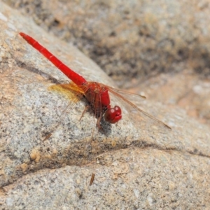 Diplacodes haematodes at Cotter River, ACT - 26 Feb 2019