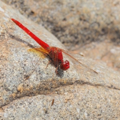 Diplacodes haematodes (Scarlet Percher) at Cotter River, ACT - 26 Feb 2019 by KenT