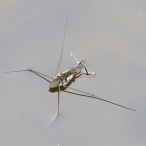 Tenagogerris euphrosyne at Cotter River, ACT - 26 Feb 2019