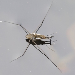 Tenagogerris euphrosyne at Cotter River, ACT - 26 Feb 2019 11:55 AM