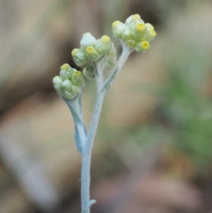 Pseudognaphalium luteoalbum at Cotter River, ACT - 28 Feb 2019