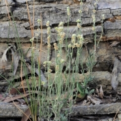 Pseudognaphalium luteoalbum at Cotter River, ACT - 28 Feb 2019