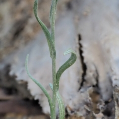 Pseudognaphalium luteoalbum at Cotter River, ACT - 28 Feb 2019