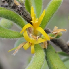 Persoonia rigida (Hairy Geebung) at Lower Cotter Catchment - 25 Feb 2019 by KenT