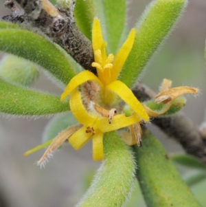 Persoonia rigida at Cotter River, ACT - 26 Feb 2019 10:35 AM