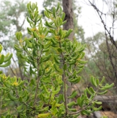 Persoonia rigida at Cotter River, ACT - 26 Feb 2019 10:35 AM