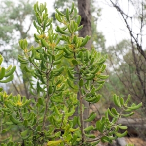 Persoonia rigida at Cotter River, ACT - 26 Feb 2019 10:35 AM