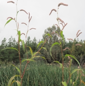 Persicaria lapathifolia at Cotter River, ACT - 28 Feb 2019