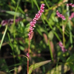 Persicaria decipiens (Slender Knotweed) at Cotter River, ACT - 27 Feb 2019 by KenT