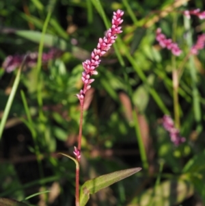 Persicaria decipiens at Cotter River, ACT - 28 Feb 2019