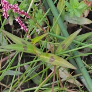 Persicaria decipiens at Cotter River, ACT - 28 Feb 2019