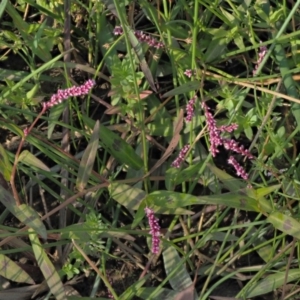 Persicaria decipiens at Cotter River, ACT - 28 Feb 2019