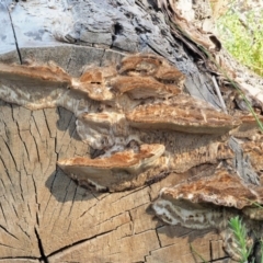 Gloeophyllum at Cotter River, ACT - 28 Feb 2019