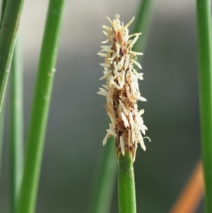 Eleocharis acuta at Cotter River, ACT - 28 Feb 2019