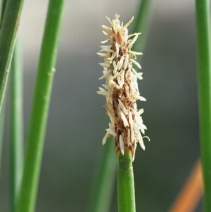 Eleocharis acuta at Cotter River, ACT - 28 Feb 2019 09:56 AM