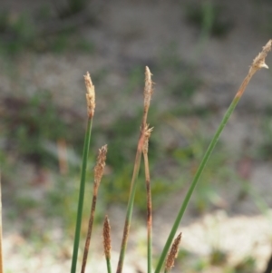 Eleocharis acuta at Cotter River, ACT - 28 Feb 2019