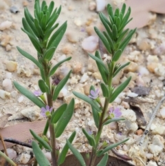 Lythrum hyssopifolia (Small Loosestrife) at Cotter River, ACT - 28 Feb 2019 by KenT