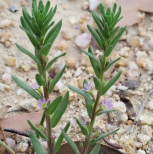 Lythrum hyssopifolia at Cotter River, ACT - 28 Feb 2019 08:15 AM