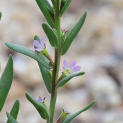 Lythrum hyssopifolia at Cotter River, ACT - 28 Feb 2019 08:15 AM