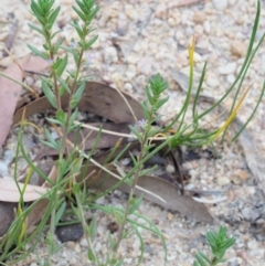 Lythrum hyssopifolia at Cotter River, ACT - 28 Feb 2019 08:15 AM