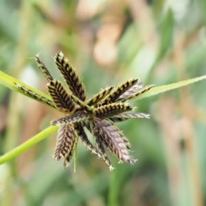 Cyperus sanguinolentus at Cotter River, ACT - 28 Feb 2019 09:02 AM